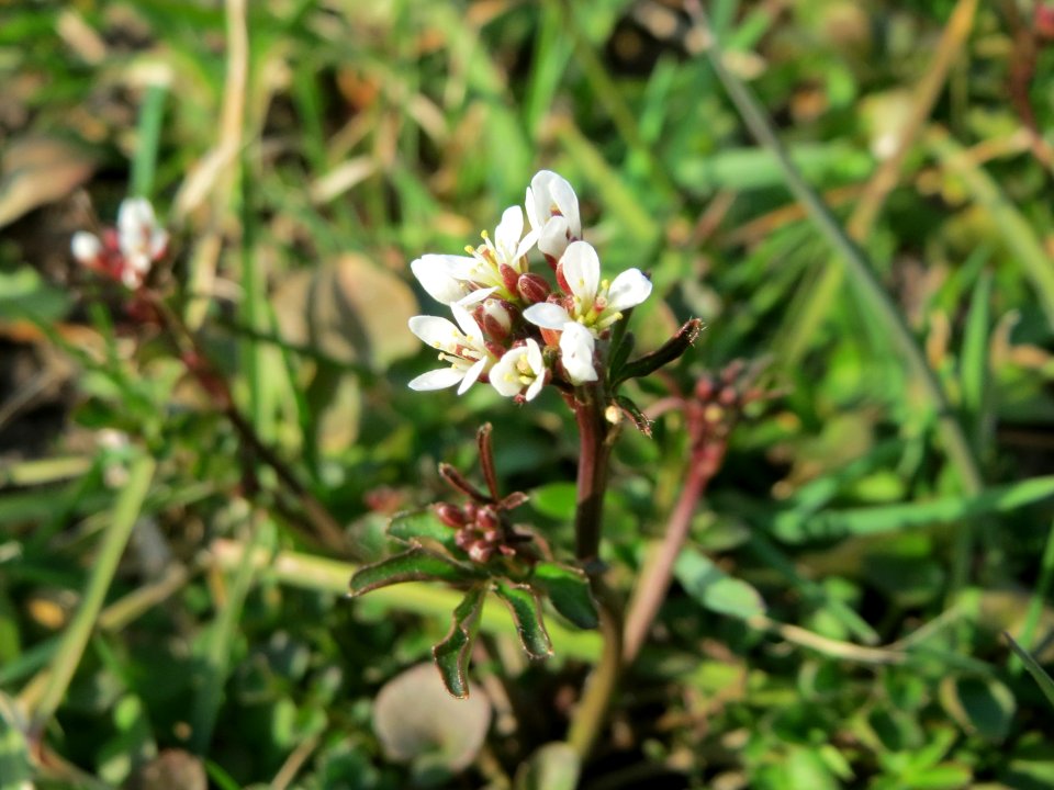 20150318Cardamine_hirsuta7