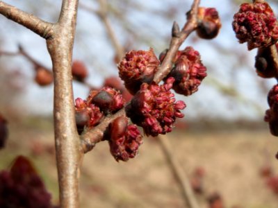 20150308Ulmus_minor4