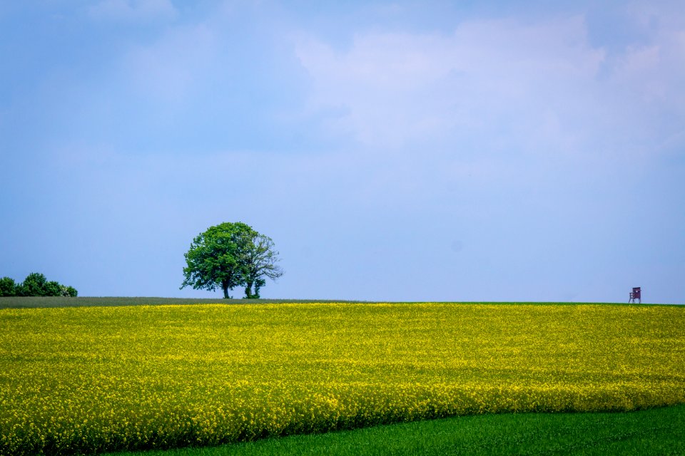 20150523_Naturpark_Saar-Hunsrück_Zerf_Heltern_Baum_Feld_Hochsitz_IMG_4528a_by_sebaso