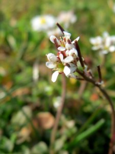 20150318Cardamine_hirsuta3