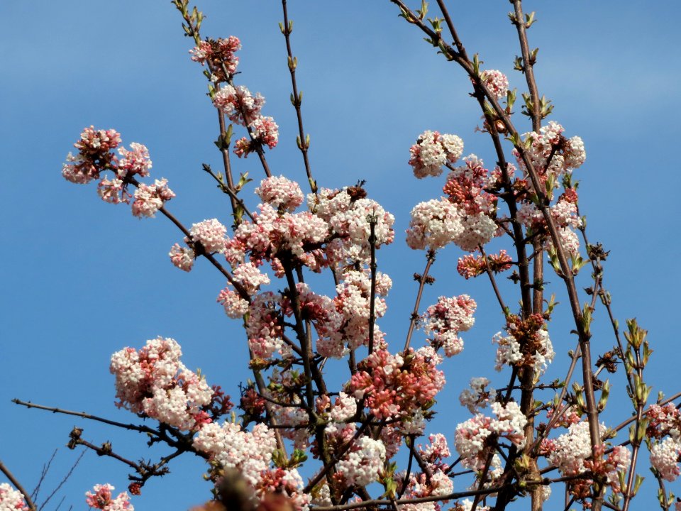 20150318Viburnum_x_bodnantense2