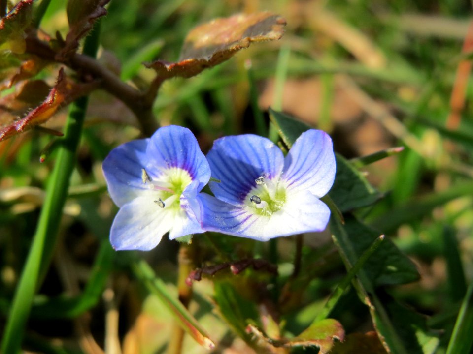 20150318Veronica_persica