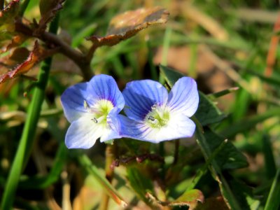 20150318Veronica_persica