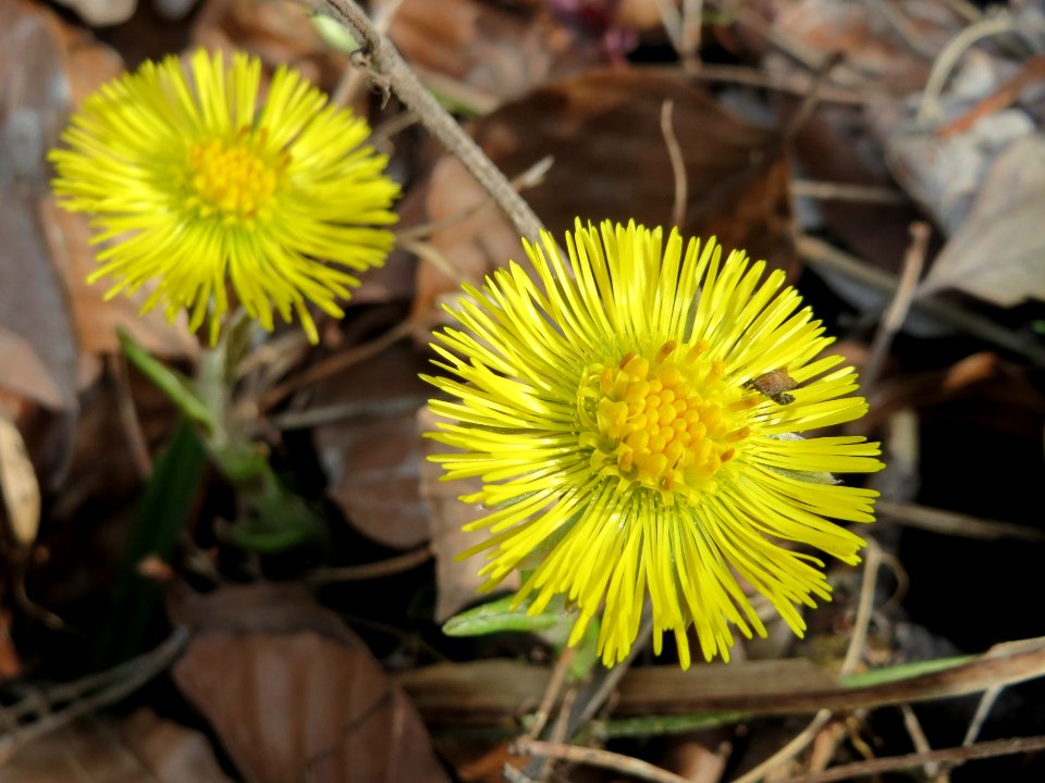 20150308Tussilago_farfara1