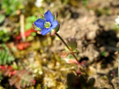 20150318Veronica_triphyllos4