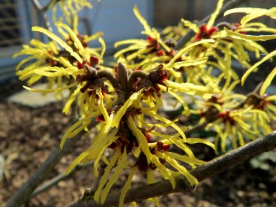 20150318Hamamelis_virginiana1