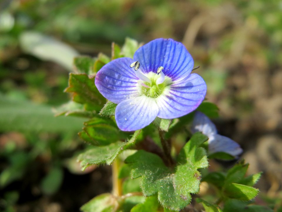 20150308Veronica_persica3
