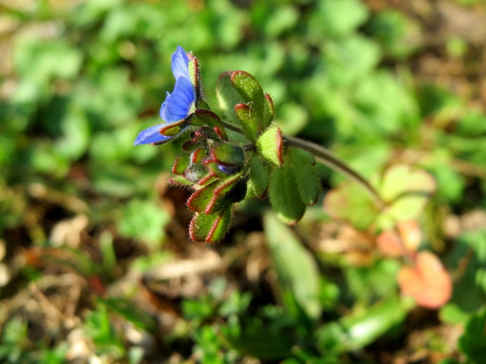 20150318Veronica_triphyllos2
