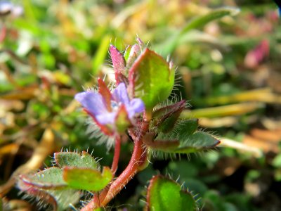 20150317Veronica_hederifolia2