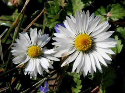 20150309Bellis_perennis