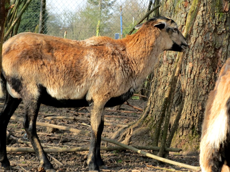 20150318Schafe_Hockenheim2