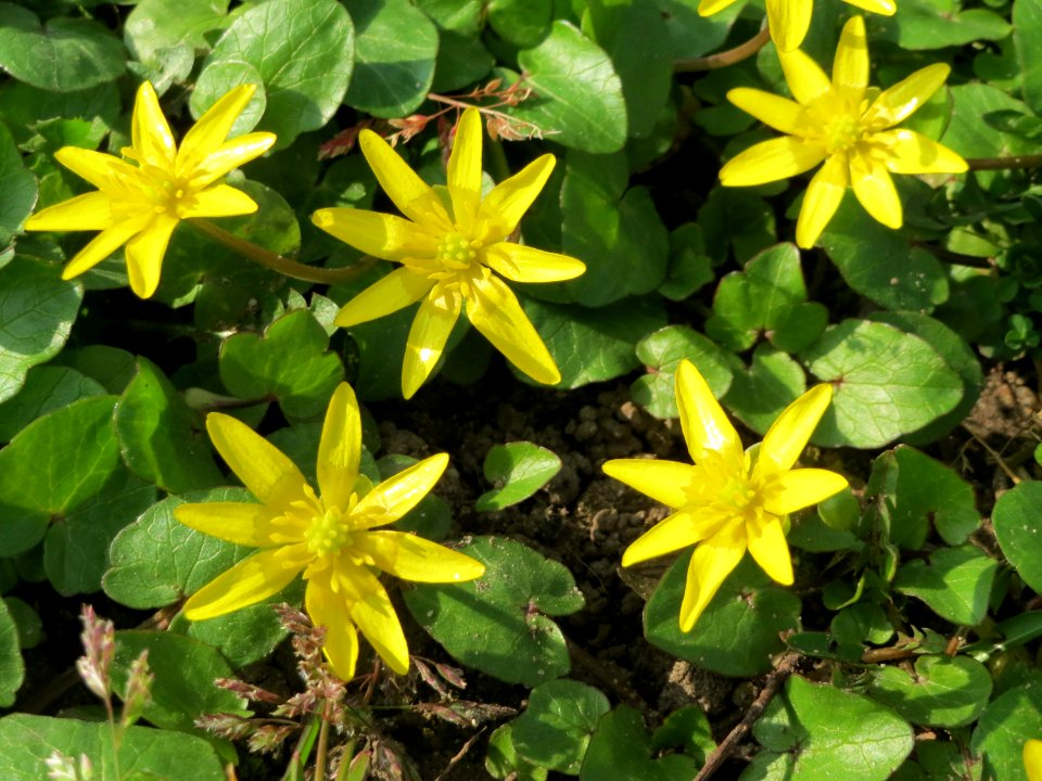 20150318Ficaria_verna1