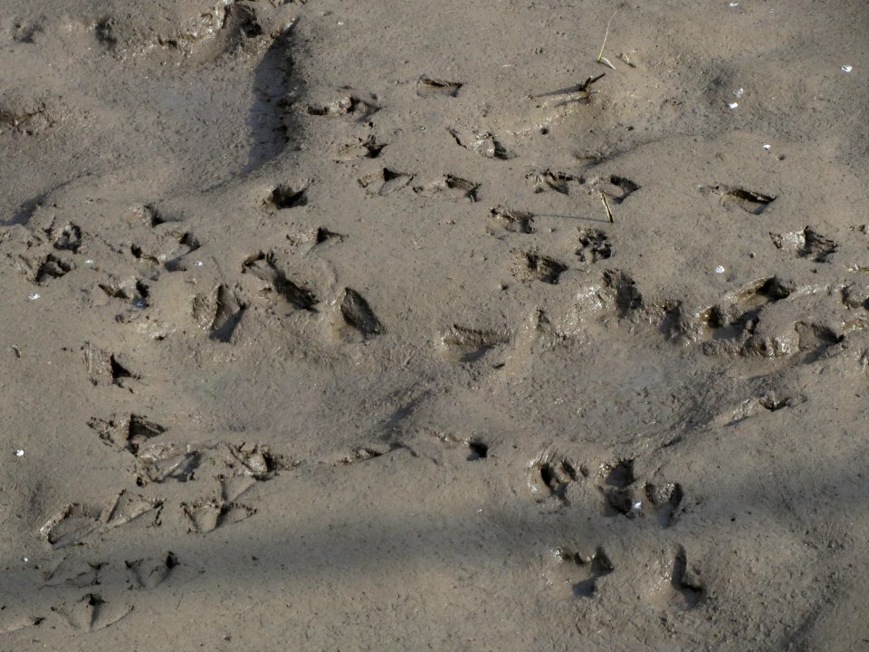 20150316Entenspuren3