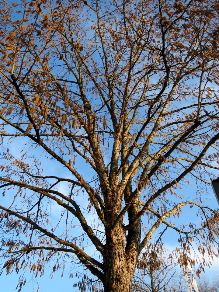 20150214Corylus_colurna1