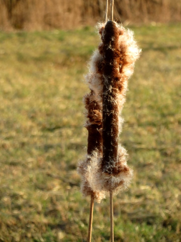 20150317Typha_latifolia1