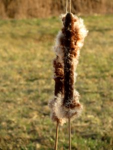 20150317Typha_latifolia1