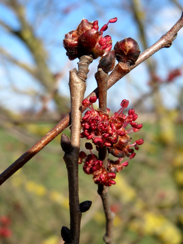 20150311Ulmus_minor2