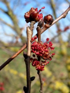 20150311Ulmus_minor2