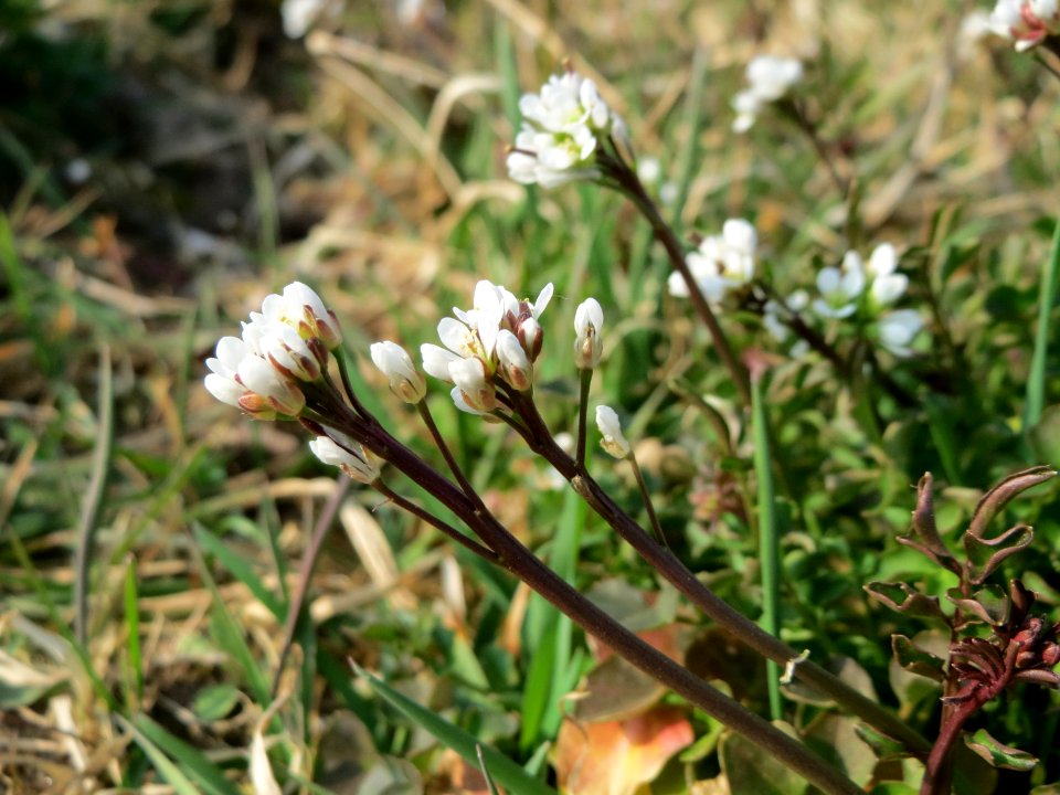 20150319Cardamine_hirsuta3