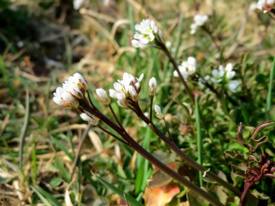 20150319Cardamine_hirsuta3