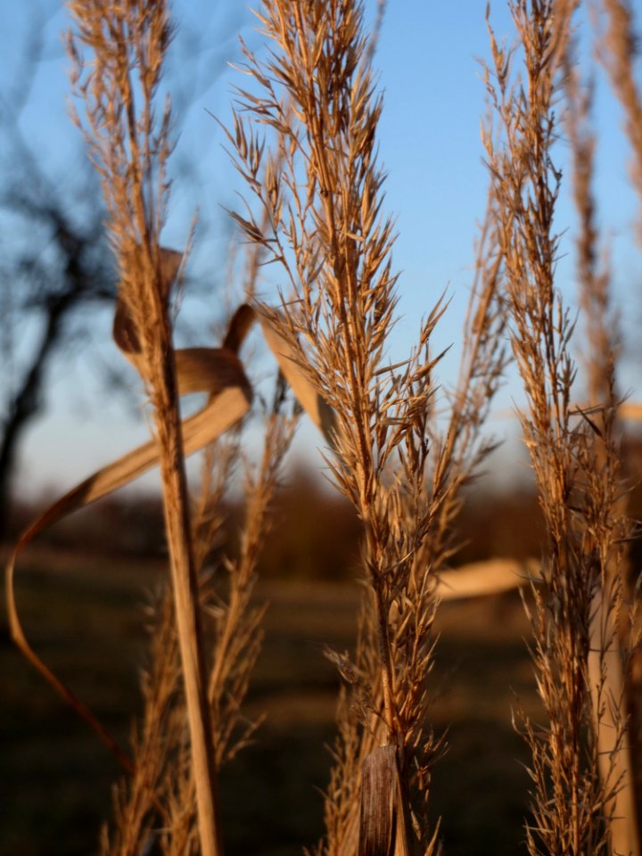 20150214Calamagrostis_epigejos2