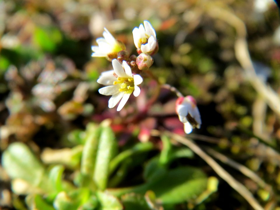 20150311Draba_verna6