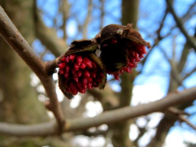 20150304Parrotia_persica