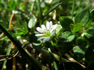 20150306Stellaria_media