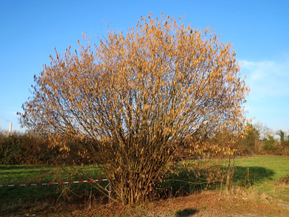20150214Corylus_avellana1