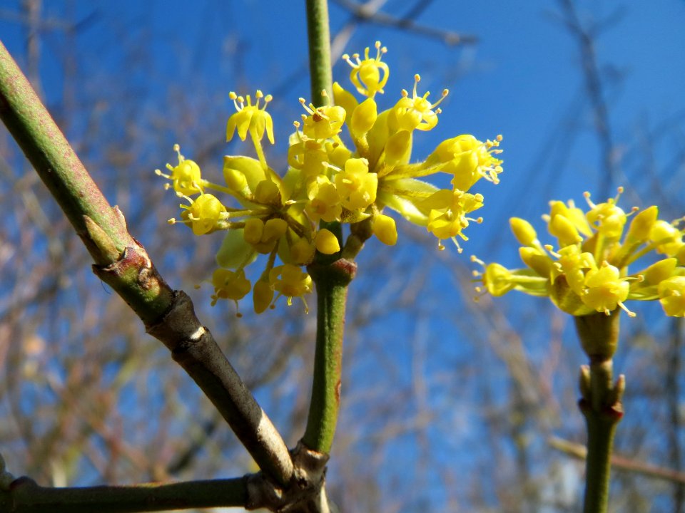 20150311Cornus_mas1