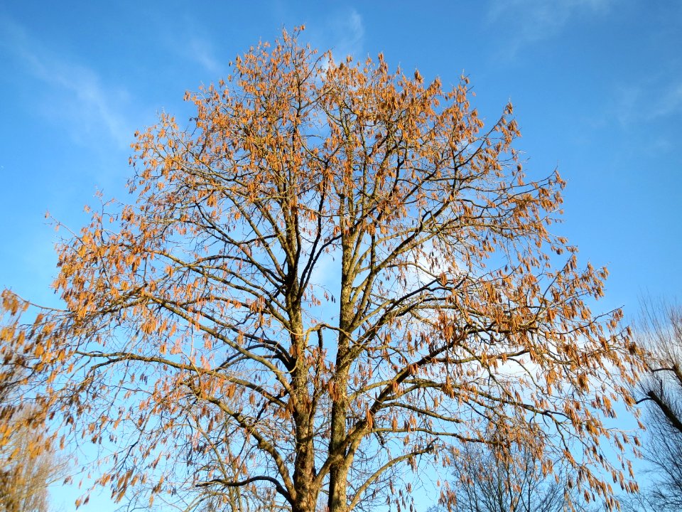 20150214Corylus_colurna2
