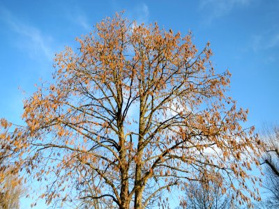20150214Corylus_colurna2