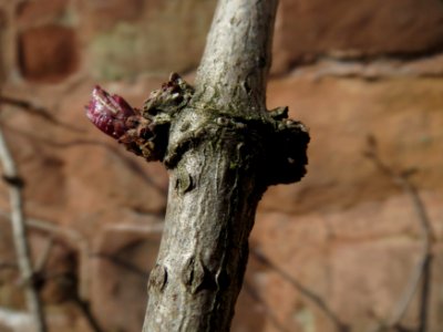 20150306Sambucus_nigra