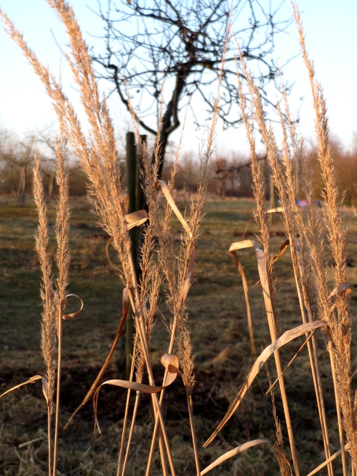 20150214Calamagrostis_epigejos1