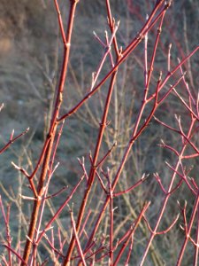 20150214Cornus_sanguinea1