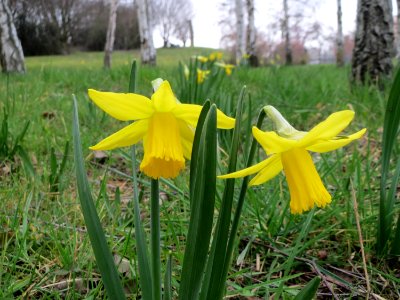 20150314Narcissus_pseudonarcissus1
