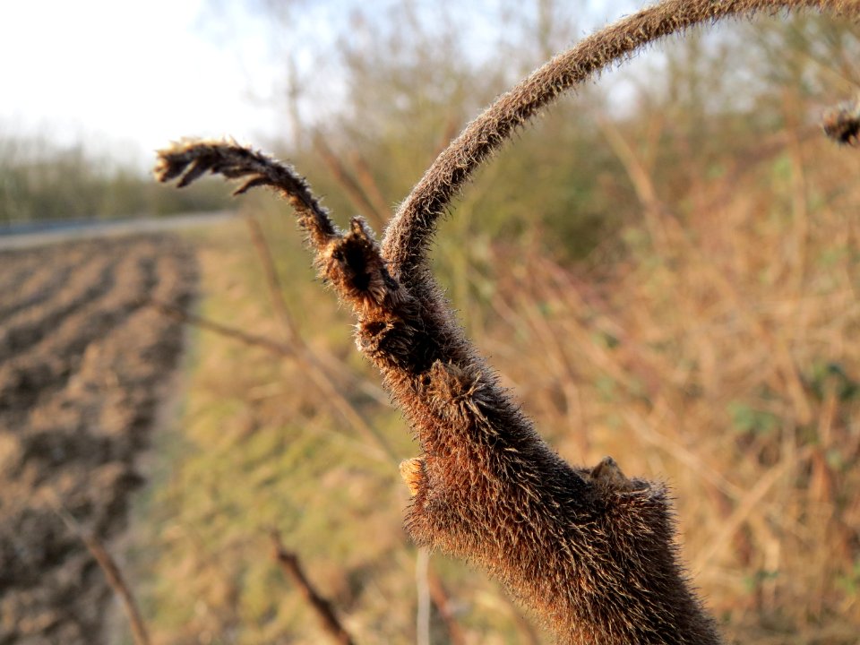 20150213Rhus_typhina3