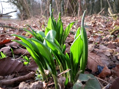 20150308Allium_ursinum1
