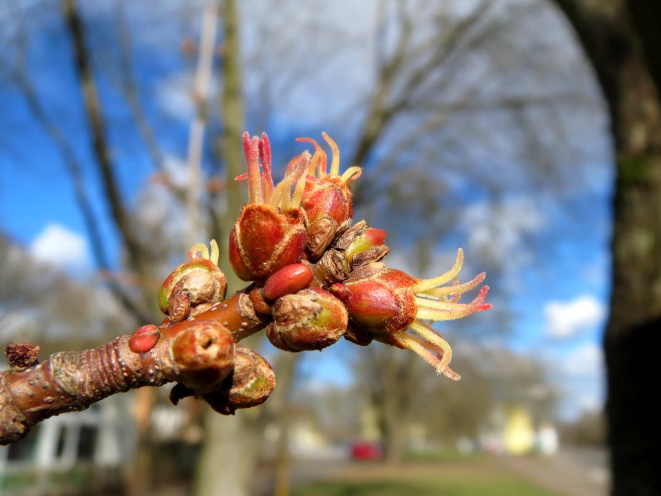 20150305Acer_saccharinum