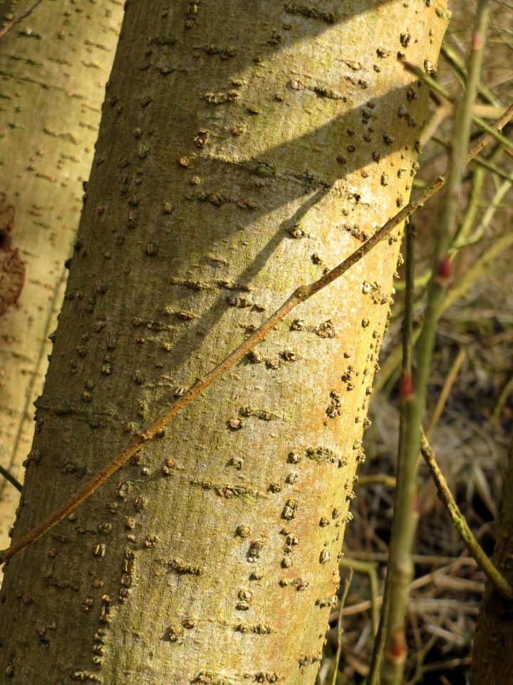 20150312Salix_cinerea10