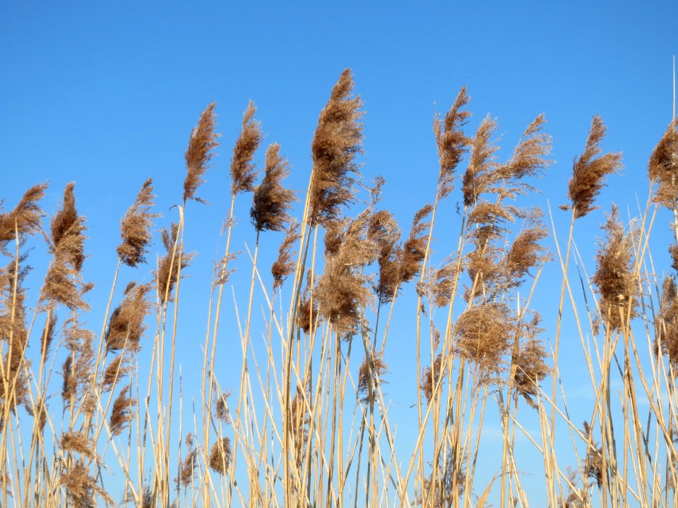 20150316Phragmites_australis1
