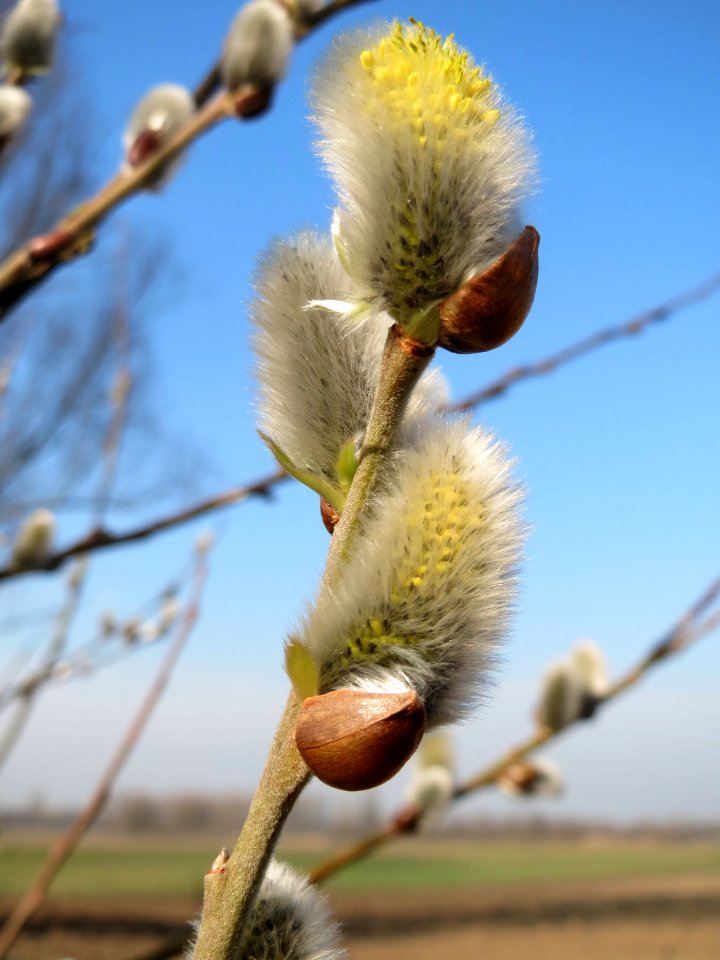20150316Salix_caprea11