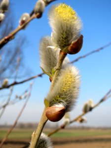 20150316Salix_caprea11