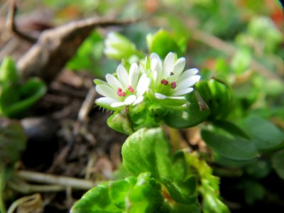 20150307Stellaria_media2