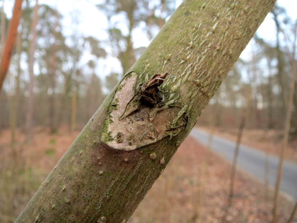 20150308Ailanthus_altissima3