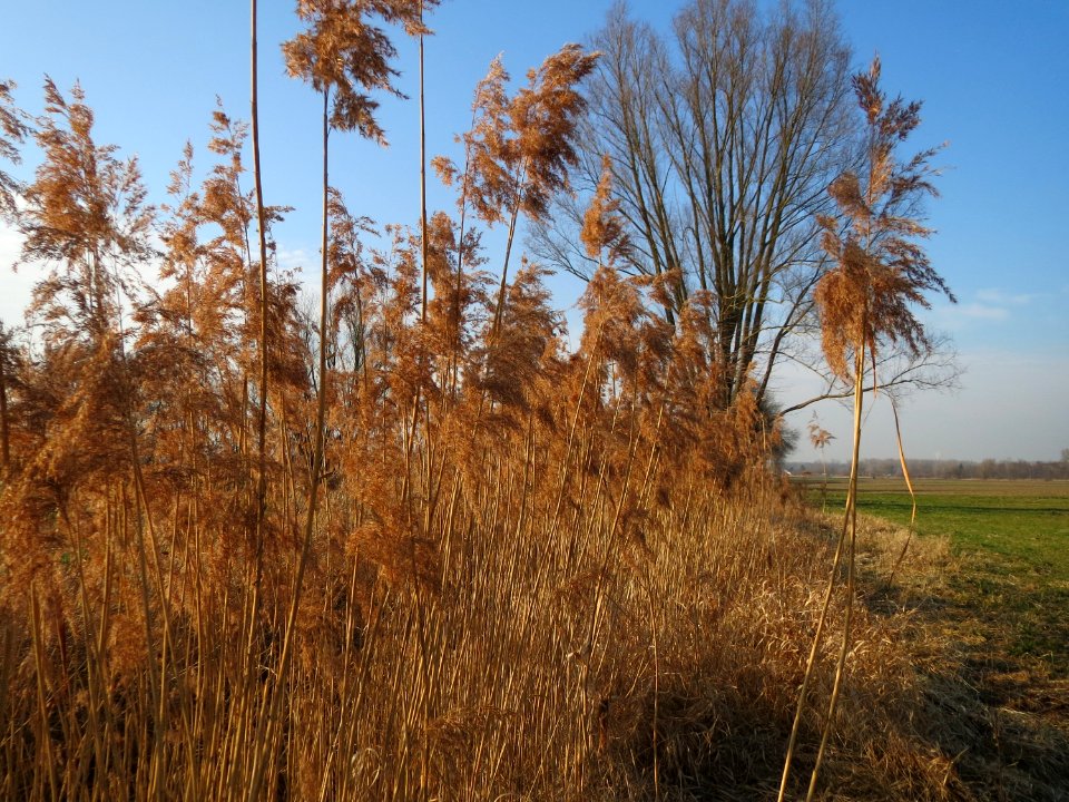 20150316Phragmites_australis3