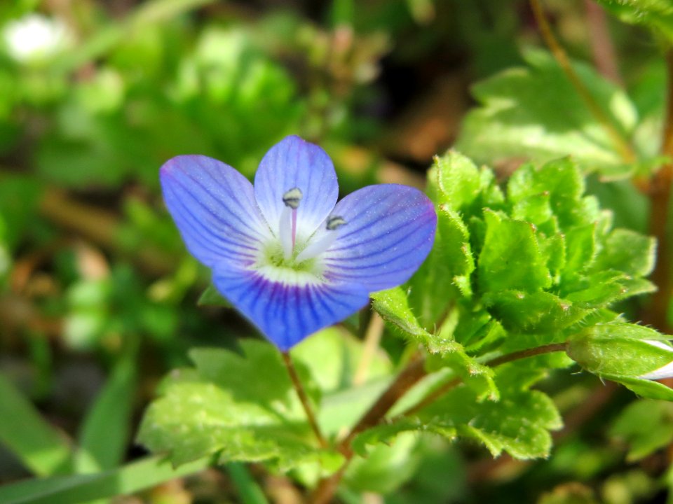 20150316Veronica_persica1