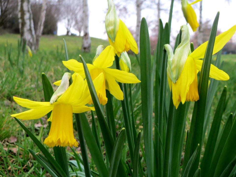20150314Narcissus_pseudonarcissus2
