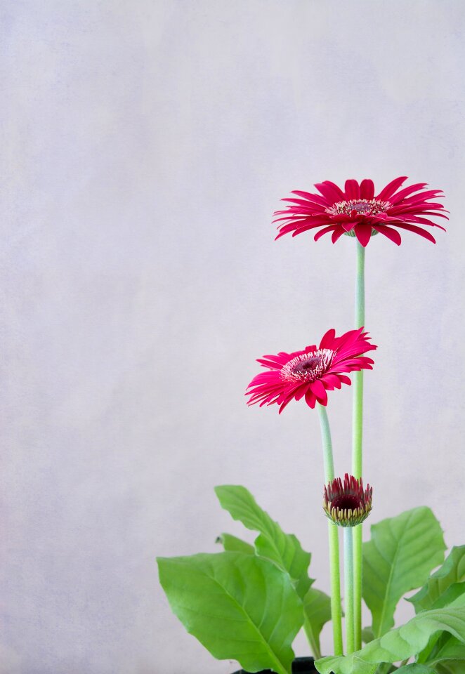 Flowers petals plant