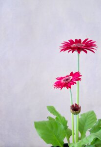 Flowers petals plant